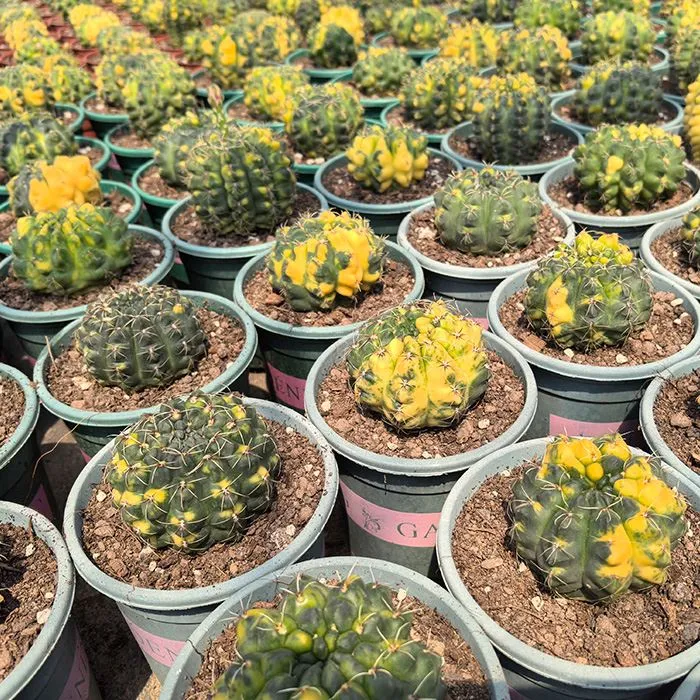 Gymnocalycium Baldianum Variegated