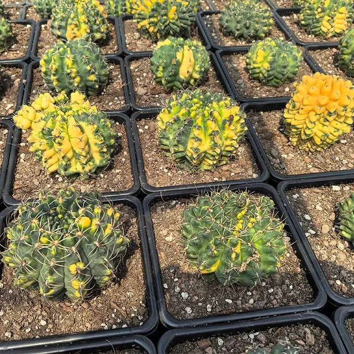 Gymnocalycium Baldianum Variegated