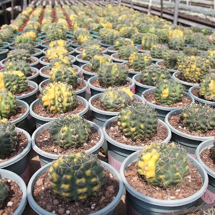 Gymnocalycium Baldianum Variegated
