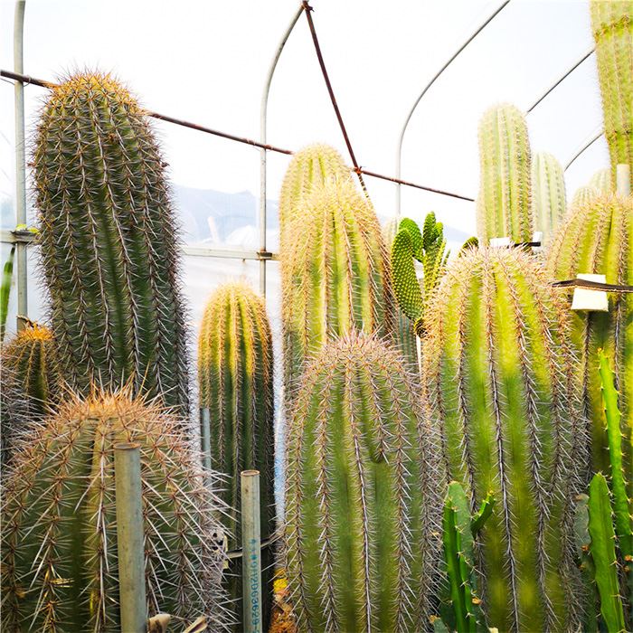 carnegiea gigantea saguaro cactus