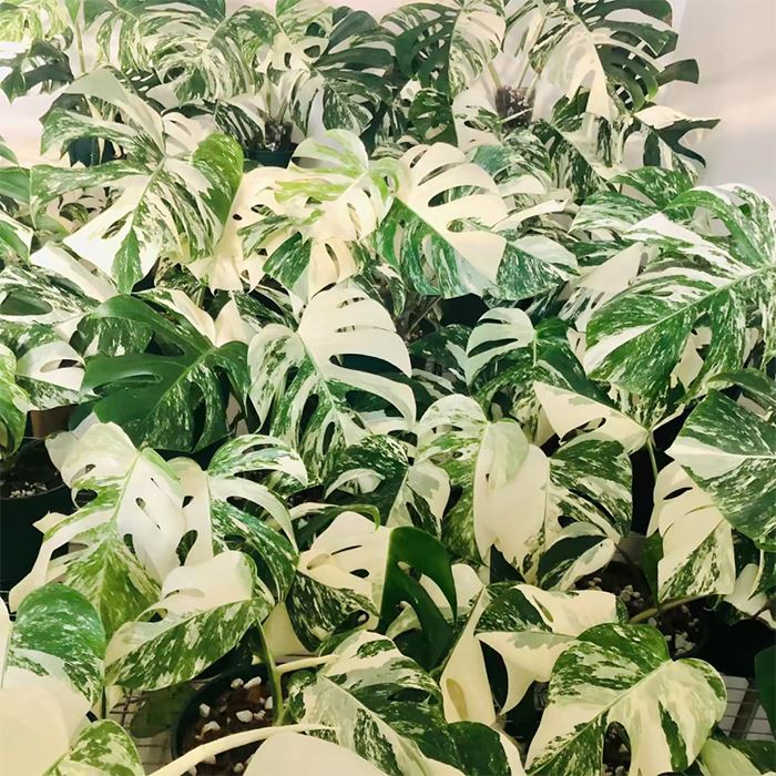 Monstera Deliciosa Var Borsigiana Albo Variegata