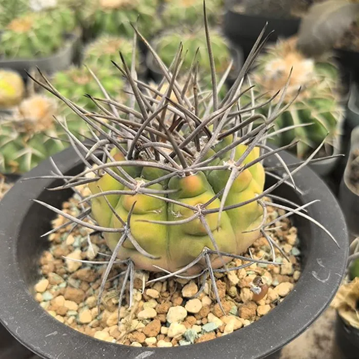 Gymnocalycium mazanense variegata