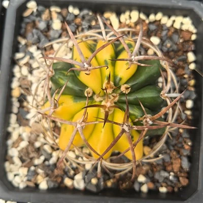 Discocactus bahiensis subs subriridigriseus variegata