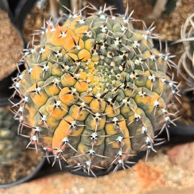 Gymnocalycium asterium f.nigrispina variegata