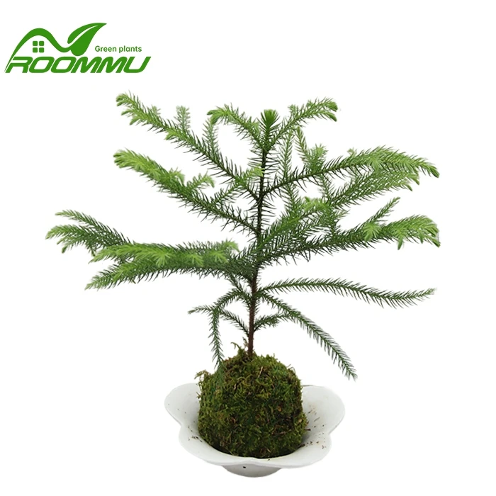 Araucaria Cunninghamii 'Hoop Pine'