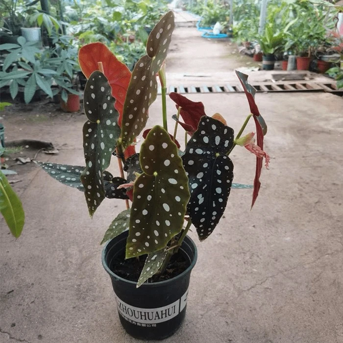 polka dot begonia