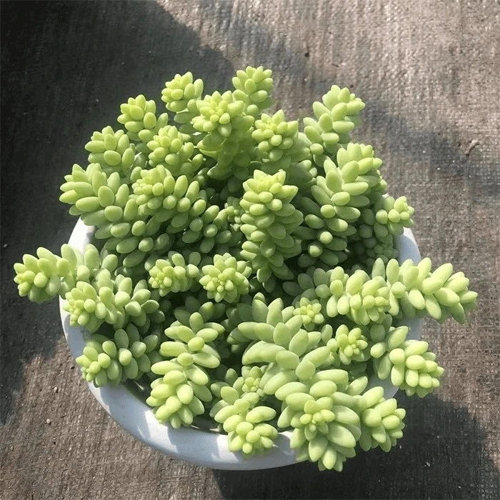 sedum burrito