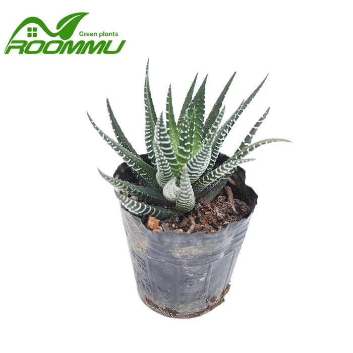 Haworthia 'Royal Albert' Plant