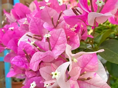 Distribuzione Di Bouganville