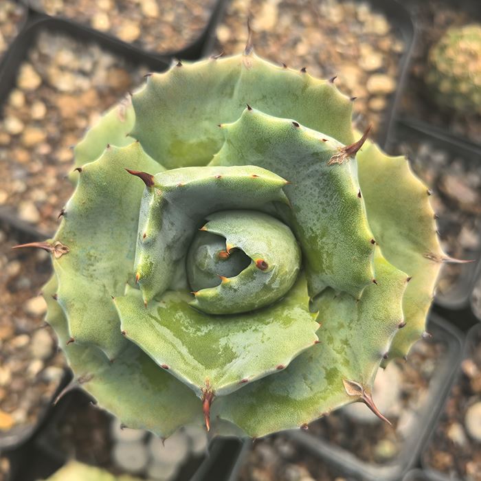 agave shoji raijin