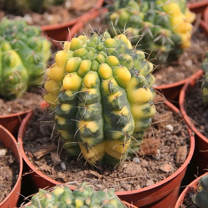 Gymnocalycium Baldianum variegato