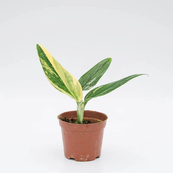 Monstera Standleyana variegata