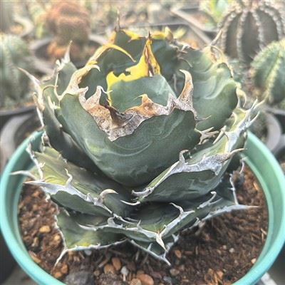 Come si misura il contenuto di zucchero nelle piante di agave?