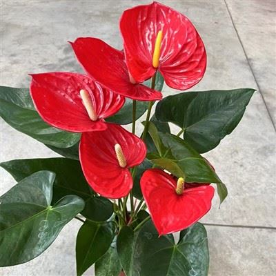 Anthurium OklaHoma