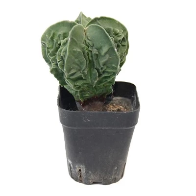 Astrophytum Myriostigma Cv Fukuryu
