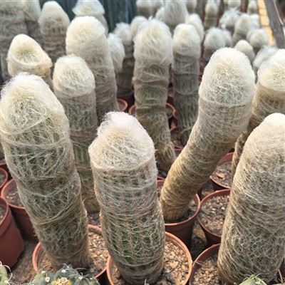 Espostoa Lanata Cactus