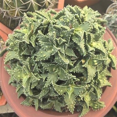 Faucaria Felina Subs Tuberculosa Cv Super Verrucosa