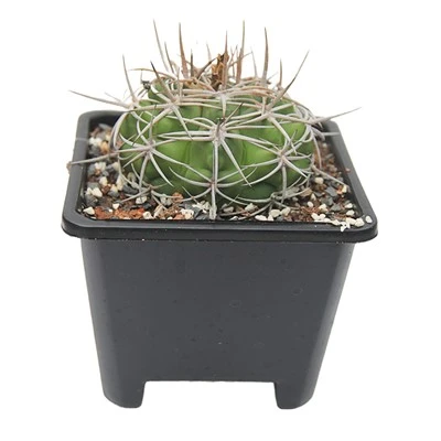 Cactus Gymnocalycium Ambatoense