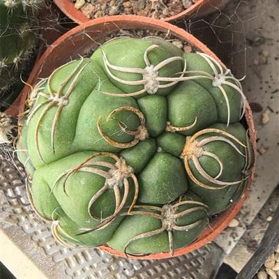 Gymnocalycium Denudatum Cv Kiomaru