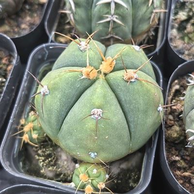 Cactus Gymnocalycium Horstii