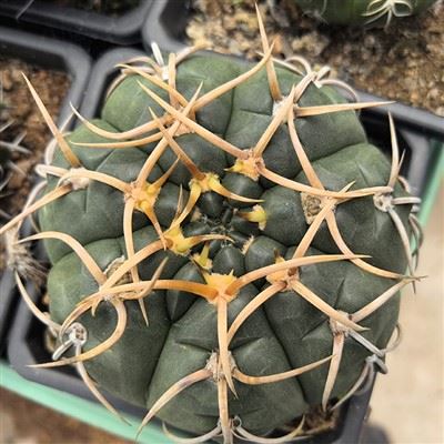 Gymnocalycium Riojense
