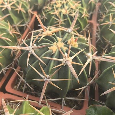 Cactus storpio del cavallo