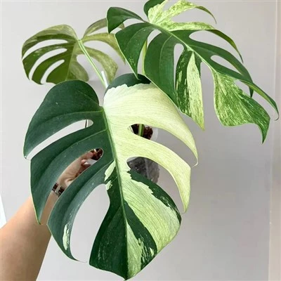 Monstera menta variegata