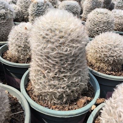 Cactus soffio di polvere