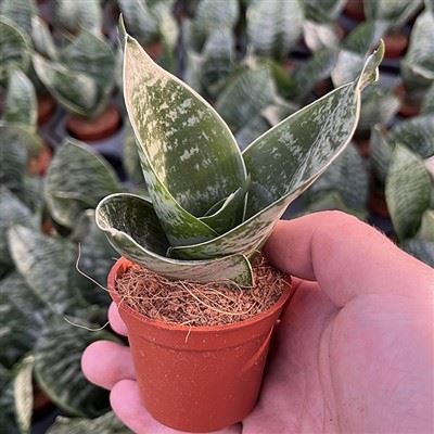 Sansevieria Hahnii Argento