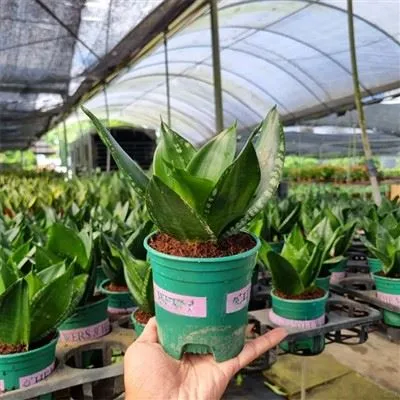 Pianta Sansevieria Trifasciata 'Whitney'