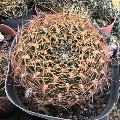 Sulcorebutia Candiae