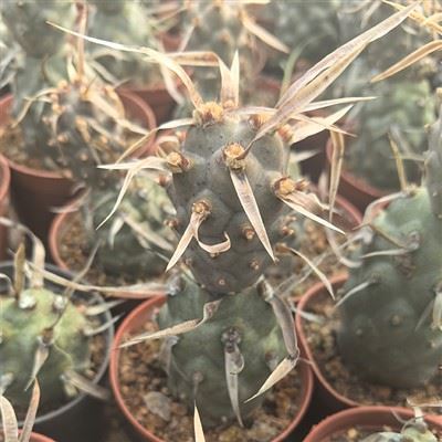 Tephrocactus Articulatus Var Papyracanthus