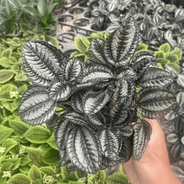 pilea norfolk