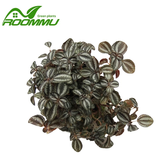 Pilea Involucrata 'Norfolk' Plant