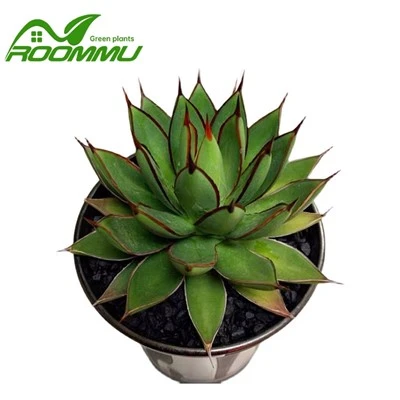 Agave 'Borgogna Bruciata'