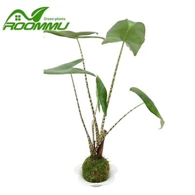 Pianta di Alocasia Zebrina