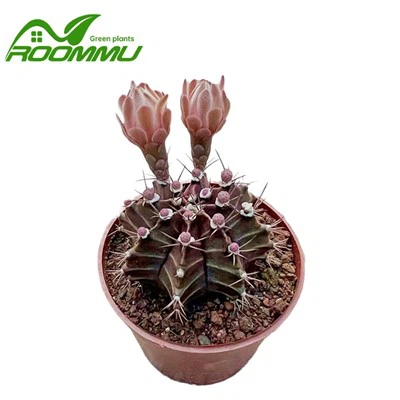 Cactus Gymnocalycium Mihanovichii